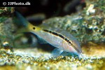 parupeneus barberinus parupeneus barberinus