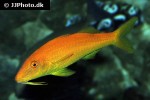 parupeneus cyclostomus parupeneus cyclostomus