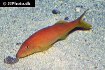 parupeneus cyclostomus parupeneus cyclostomus