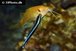 parupeneus cyclostomus parupeneus cyclostomus