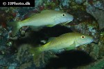 parupeneus cyclostomus parupeneus cyclostomus