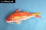 parupeneus heptacanthus parupeneus heptacanthus