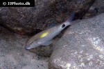 parupeneus indicus parupeneus indicus