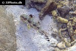upeneus tragula upeneus tragula