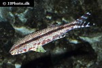 upeneus tragula upeneus tragula