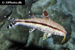 upeneus tragula upeneus tragula