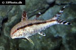 upeneus tragula upeneus tragula