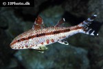 upeneus tragula upeneus tragula