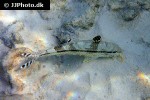 upeneus tragula upeneus tragula