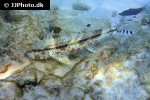 upeneus tragula upeneus tragula