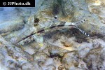 upeneus tragula upeneus tragula
