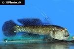 acentrogobius viridipunctatus acentrogobius viridipunctatus
