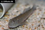 acentrogobius viridipunctatus acentrogobius viridipunctatus