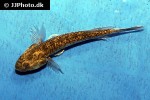 acentrogobius viridipunctatus acentrogobius viridipunctatus