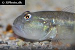 acentrogobius viridipunctatus acentrogobius viridipunctatus