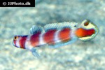amblyeleotris aurora amblyeleotris aurora
