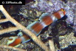 amblyeleotris aurora amblyeleotris aurora