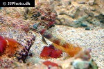 amblyeleotris periophthalma amblyeleotris periophthalma