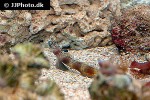 amblyeleotris periophthalma amblyeleotris periophthalma