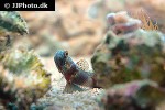 amblyeleotris periophthalma amblyeleotris periophthalma