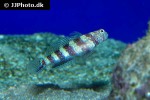 amblyeleotris wheeleri amblyeleotris wheeleri