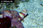 amblyeleotris wheeleri amblyeleotris wheeleri