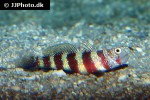 amblyeleotris wheeleri amblyeleotris wheeleri