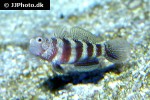 amblyeleotris wheeleri amblyeleotris wheeleri