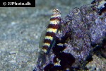 amblyeleotris wheeleri amblyeleotris wheeleri