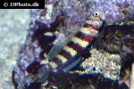 amblyeleotris wheeleri amblyeleotris wheeleri