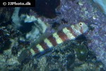amblyeleotris wheeleri amblyeleotris wheeleri
