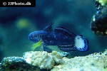 amblygobius albimaculatus amblygobius albimaculatus