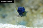 amblygobius albimaculatus amblygobius albimaculatus