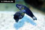 amblygobius albimaculatus amblygobius albimaculatus