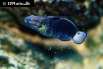 amblygobius albimaculatus amblygobius albimaculatus