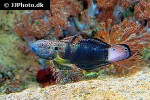 amblygobius albimaculatus amblygobius albimaculatus