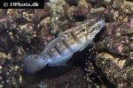 amblygobius albimaculatus amblygobius albimaculatus