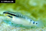 amblygobius bynoensis amblygobius bynoensis