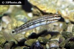 amblygobius decussatus amblygobius decussatus
