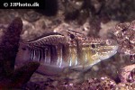 amblygobius phalaena amblygobius phalaena