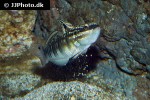 amblygobius phalaena amblygobius phalaena
