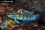 amblygobius phalaena amblygobius phalaena