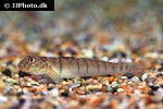 awaous flavus awaous flavus