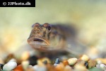 awaous flavus awaous flavus