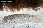 awaous flavus awaous flavus