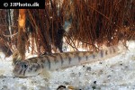awaous flavus awaous flavus