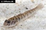 awaous flavus awaous flavus