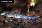 awaous lateristriga awaous lateristriga