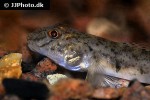 awaous lateristriga awaous lateristriga