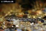 awaous lateristriga awaous lateristriga